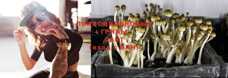 Псилоцибиновые грибы MAGIC MUSHROOMS  даркнет сайт  Змеиногорск 